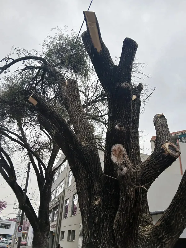 Poda A Sanatorio San Roque