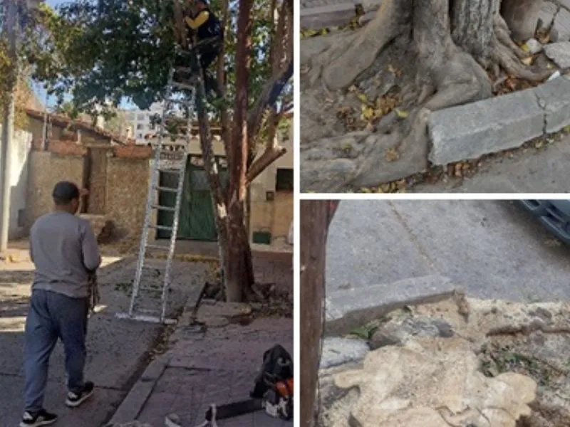 27625 ARBOL ROJAS
