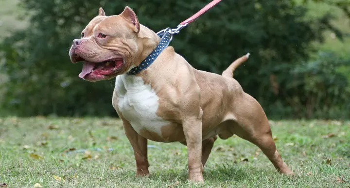 Perros peligrosos a